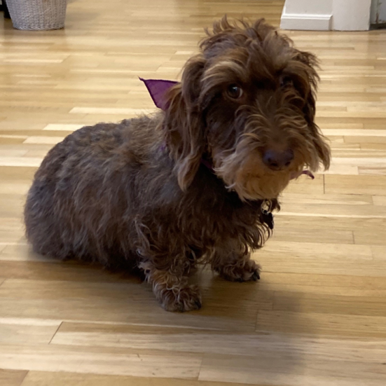 En lille hund er klar til at hjælpe børn med læsningen