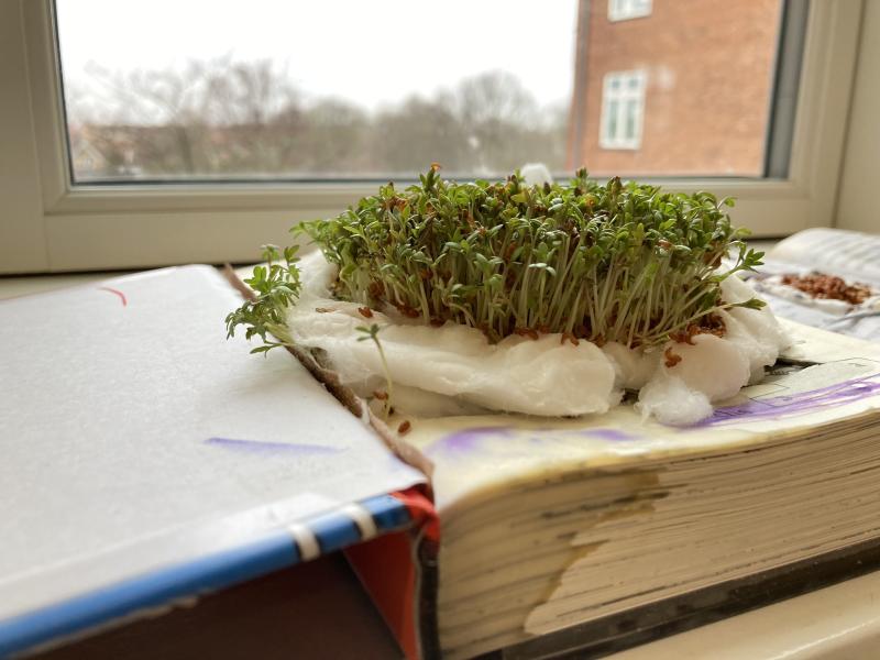 Vi planter karse i en bog